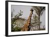 Kenya, Laikipia, Il Ngwesi, Reticulated Giraffes in the Bush-Anthony Asael-Framed Photographic Print