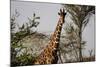 Kenya, Laikipia, Il Ngwesi, Reticulated Giraffes in the Bush-Anthony Asael-Mounted Photographic Print