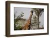 Kenya, Laikipia, Il Ngwesi, Reticulated Giraffes in the Bush-Anthony Asael-Framed Photographic Print