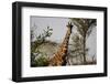 Kenya, Laikipia, Il Ngwesi, Reticulated Giraffes in the Bush-Anthony Asael-Framed Photographic Print