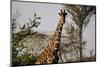 Kenya, Laikipia, Il Ngwesi, Reticulated Giraffes in the Bush-Anthony Asael-Mounted Photographic Print