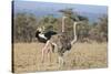 Kenya, Laikipia, Laikipia County. a Pair of Common Ostriches. the Cock Is in Mating Plumage.-Nigel Pavitt-Stretched Canvas