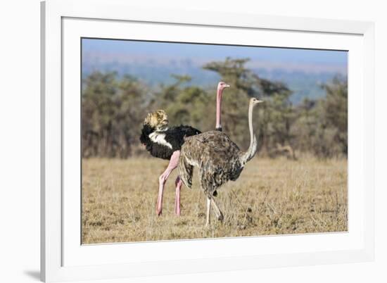 Kenya, Laikipia, Laikipia County. a Pair of Common Ostriches. the Cock Is in Mating Plumage.-Nigel Pavitt-Framed Photographic Print