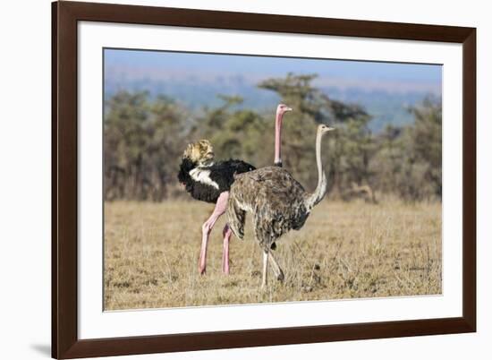 Kenya, Laikipia, Laikipia County. a Pair of Common Ostriches. the Cock Is in Mating Plumage.-Nigel Pavitt-Framed Photographic Print