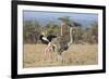 Kenya, Laikipia, Laikipia County. a Pair of Common Ostriches. the Cock Is in Mating Plumage.-Nigel Pavitt-Framed Photographic Print