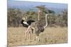 Kenya, Laikipia, Laikipia County. a Pair of Common Ostriches. the Cock Is in Mating Plumage.-Nigel Pavitt-Mounted Photographic Print