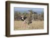 Kenya, Laikipia, Laikipia County. a Pair of Common Ostriches. the Cock Is in Mating Plumage.-Nigel Pavitt-Framed Photographic Print