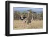 Kenya, Laikipia, Laikipia County. a Pair of Common Ostriches. the Cock Is in Mating Plumage.-Nigel Pavitt-Framed Photographic Print