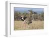 Kenya, Laikipia, Laikipia County. a Pair of Common Ostriches. the Cock Is in Mating Plumage.-Nigel Pavitt-Framed Photographic Print