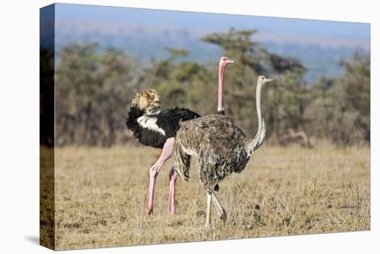 Kenya, Laikipia, Laikipia County. a Pair of Common Ostriches. the Cock Is in Mating Plumage.-Nigel Pavitt-Stretched Canvas
