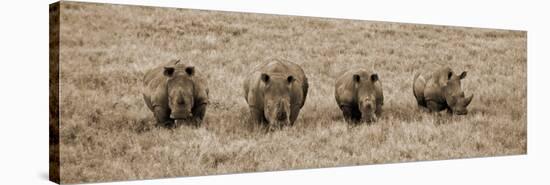 Kenya, Laikipia, Lewa Downs; a Group of White Rhinoceros Feed Together-John Warburton-lee-Stretched Canvas