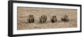 Kenya, Laikipia, Lewa Downs; a Group of White Rhinoceros Feed Together-John Warburton-lee-Framed Photographic Print