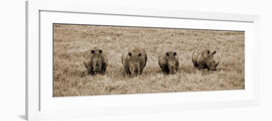 Kenya, Laikipia, Lewa Downs; a Group of White Rhinoceros Feed Together-John Warburton-lee-Framed Photographic Print