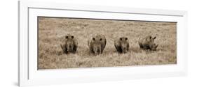 Kenya, Laikipia, Lewa Downs; a Group of White Rhinoceros Feed Together-John Warburton-lee-Framed Photographic Print