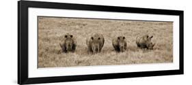 Kenya, Laikipia, Lewa Downs; a Group of White Rhinoceros Feed Together-John Warburton-lee-Framed Photographic Print