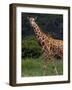 Kenya, Laikipia, Lewa Downs-John Warburton-lee-Framed Photographic Print