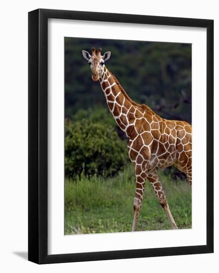 Kenya, Laikipia, Lewa Downs-John Warburton-lee-Framed Photographic Print