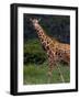 Kenya, Laikipia, Lewa Downs-John Warburton-lee-Framed Photographic Print