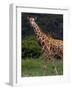 Kenya, Laikipia, Lewa Downs-John Warburton-lee-Framed Photographic Print