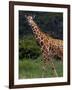 Kenya, Laikipia, Lewa Downs-John Warburton-lee-Framed Photographic Print