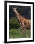 Kenya, Laikipia, Lewa Downs-John Warburton-lee-Framed Photographic Print