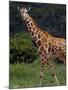 Kenya, Laikipia, Lewa Downs-John Warburton-lee-Mounted Photographic Print