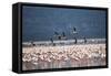 Kenya, Lake Nakuru, Lesser Flamingos in Flight-Adam Jones-Framed Stretched Canvas