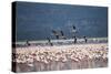 Kenya, Lake Nakuru, Lesser Flamingos in Flight-Adam Jones-Stretched Canvas