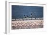 Kenya, Lake Nakuru, Lesser Flamingos in Flight-Adam Jones-Framed Photographic Print