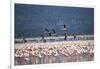 Kenya, Lake Nakuru, Lesser Flamingos in Flight-Adam Jones-Framed Photographic Print