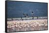 Kenya, Lake Nakuru, Lesser Flamingos in Flight-Adam Jones-Framed Stretched Canvas