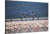 Kenya, Lake Nakuru, Lesser Flamingos in Flight-Adam Jones-Stretched Canvas