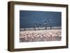 Kenya, Lake Nakuru, Lesser Flamingos in Flight-Adam Jones-Framed Photographic Print