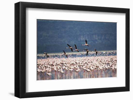 Kenya, Lake Nakuru, Lesser Flamingos in Flight-Adam Jones-Framed Photographic Print