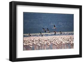 Kenya, Lake Nakuru, Lesser Flamingos in Flight-Adam Jones-Framed Photographic Print