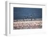 Kenya, Lake Nakuru, Lesser Flamingos in Flight-Adam Jones-Framed Photographic Print