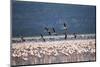 Kenya, Lake Nakuru, Lesser Flamingos in Flight-Adam Jones-Mounted Photographic Print