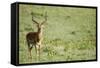 Kenya, Lake Nakuru National Park, Male Impala (Aepyceros Melampus)-Anthony Asael-Framed Stretched Canvas