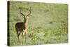 Kenya, Lake Nakuru National Park, Male Impala (Aepyceros Melampus)-Anthony Asael-Stretched Canvas