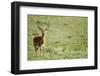 Kenya, Lake Nakuru National Park, Male Impala (Aepyceros Melampus)-Anthony Asael-Framed Photographic Print