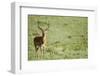 Kenya, Lake Nakuru National Park, Male Impala (Aepyceros Melampus)-Anthony Asael-Framed Photographic Print