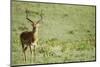 Kenya, Lake Nakuru National Park, Male Impala (Aepyceros Melampus)-Anthony Asael-Mounted Photographic Print