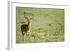 Kenya, Lake Nakuru National Park, Male Impala (Aepyceros Melampus)-Anthony Asael-Framed Photographic Print