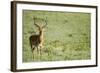 Kenya, Lake Nakuru National Park, Male Impala (Aepyceros Melampus)-Anthony Asael-Framed Photographic Print