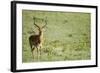 Kenya, Lake Nakuru National Park, Male Impala (Aepyceros Melampus)-Anthony Asael-Framed Photographic Print