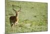 Kenya, Lake Nakuru National Park, Male Impala (Aepyceros Melampus)-Anthony Asael-Mounted Photographic Print