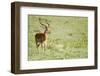 Kenya, Lake Nakuru National Park, Male Impala (Aepyceros Melampus)-Anthony Asael-Framed Photographic Print