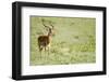 Kenya, Lake Nakuru National Park, Male Impala (Aepyceros Melampus)-Anthony Asael-Framed Photographic Print