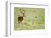 Kenya, Lake Nakuru National Park, Male Impala (Aepyceros Melampus)-Anthony Asael-Framed Photographic Print