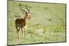 Kenya, Lake Nakuru National Park, Male Impala (Aepyceros Melampus)-Anthony Asael-Mounted Photographic Print